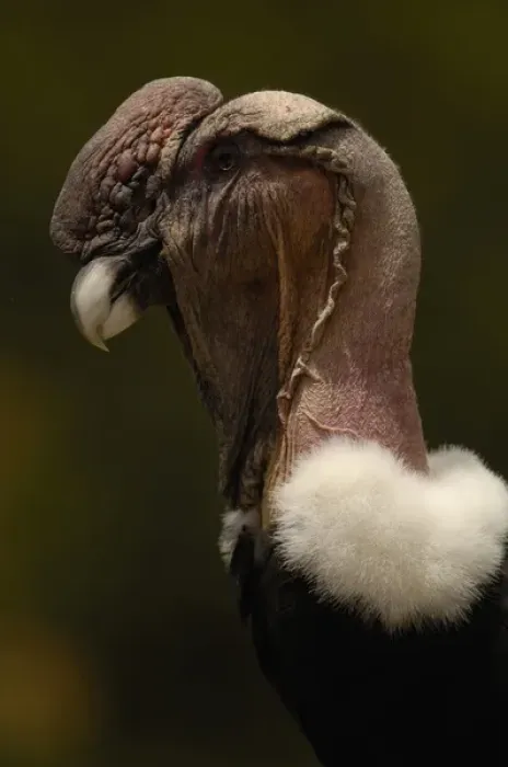 Framed Print : Andean Condor (Vultur gryphus) Andes ECUADOR. South America RANGE: Andes Framed Print : Andean Condor (Vultur gryphus) Andes ECUADOR. South America RANGE: Andes