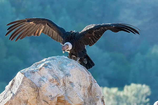 Andean condor's wingspread, measures ten feet from wingtip to wingtip
