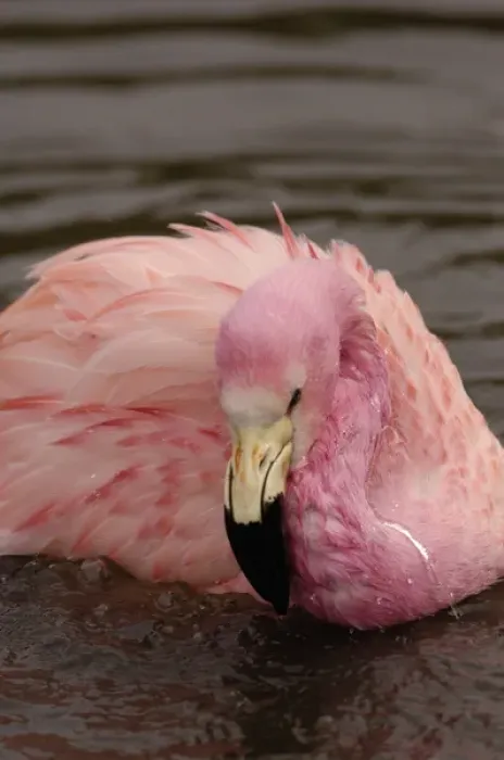 Framed Print : Andean Flamingo (Phoenicoparrus andinus) CAPTIVE Slimbridge Wildfowl and Wetlands