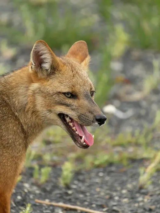 Framed Print : Andean fox, Chile, South America Framed Print : Andean fox, Chile, South America