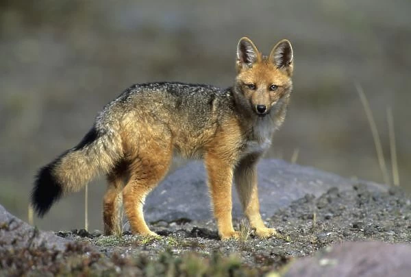 Andean Fox, (Dusicyon