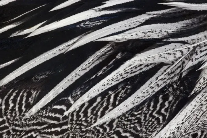 Framed Print : Anderson Pheasant feather pattern Framed Print : Anderson Pheasant feather pattern