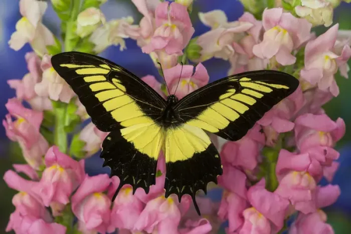 Framed Print : The Androgeus Swallowtail, Queen Page or Queen Swallowtail Butterfly, Papilio Androgeus