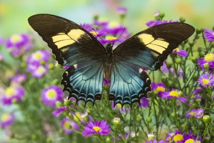 Framed Print : The Androgeus Swallowtail, Queen Page or Queen Swallowtail Butterfly, Papilio Androgeus Framed Print : The Androgeus Swallowtail, Queen Page or Queen Swallowtail Butterfly, Papilio Androgeus