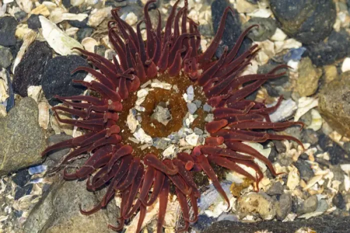 Framed Print : Anemone, Auke Bay, Alaska