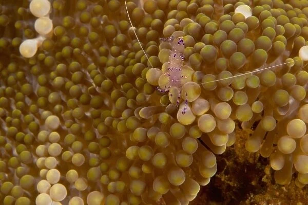 Anemone Shrimp (Periclimenes holthuisi), Banda Sea, Indonesia (RF)