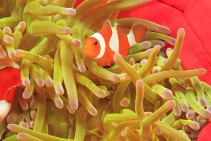 Framed Print : anemonefish on giant indo pacific sea anemone, Scuba Diving at Tukang Besi / Wakatobi Framed Print : anemonefish on giant indo pacific sea anemone, Scuba Diving at Tukang Besi / Wakatobi