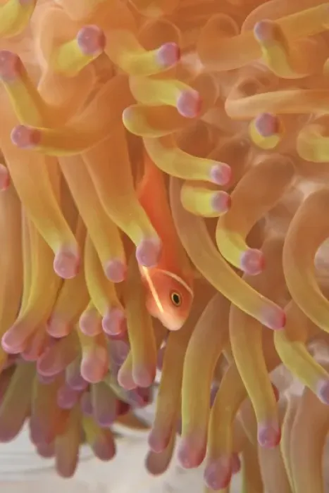Framed Print : anemonefish on giant indo pacific sea anemone, Scuba Diving at Tukang Besi / Wakatobi Framed Print : anemonefish on giant indo pacific sea anemone, Scuba Diving at Tukang Besi / Wakatobi