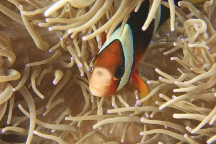 Framed Print : anemonefish, Scuba Diving at Tukang Besi / Wakatobi Archipelago Marine Preserve, South Sulawesi Framed Print : anemonefish, Scuba Diving at Tukang Besi / Wakatobi Archipelago Marine Preserve, South Sulawesi