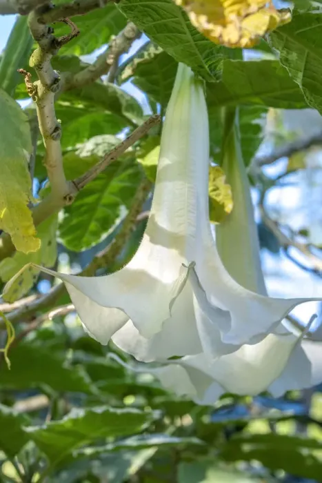 Framed Print : Angels Trumpet Framed Print : Angels Trumpet