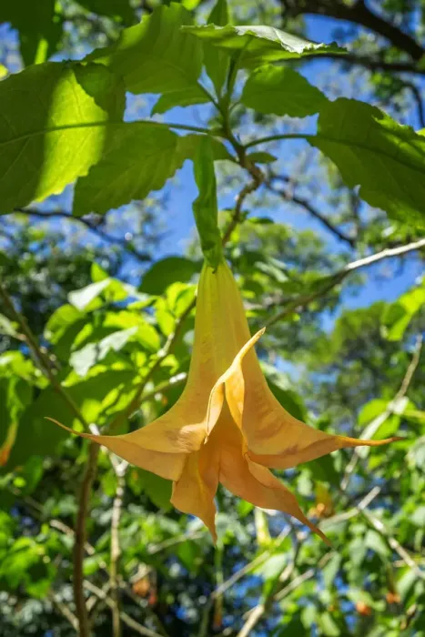 Framed Print : Angels Trumpet flower Framed Print : Angels Trumpet flower