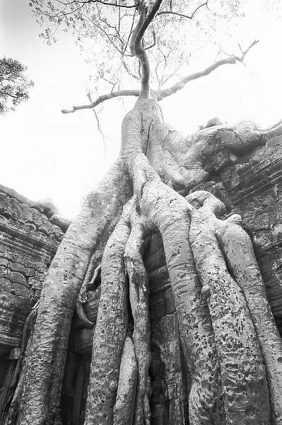 Angkor Cambodia, Tree Ta Prohm