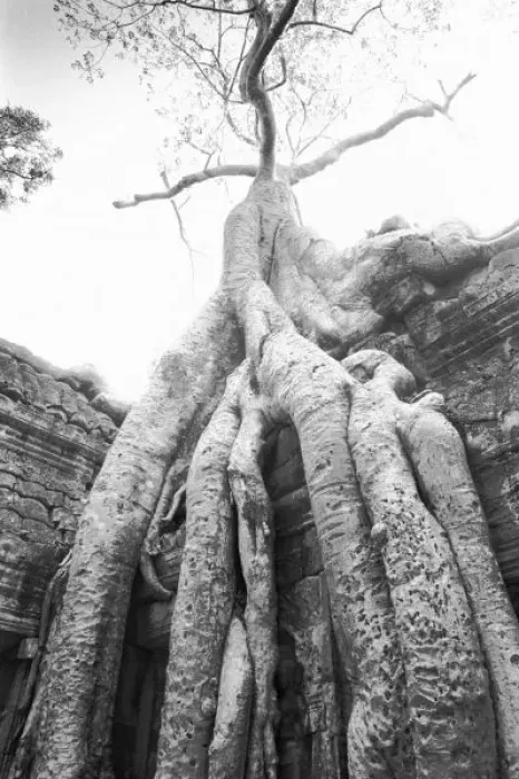 Framed Print : Angkor Cambodia, Tree Ta Prohm Framed Print : Angkor Cambodia, Tree Ta Prohm