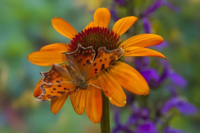 Framed Print : Angle Wing Butterfly on cone flower Framed Print : Angle Wing Butterfly on cone flower