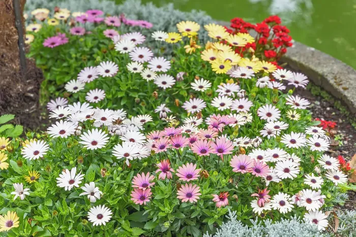 Framed Print : Angra do Heroismo, Terceira, Azores, Portugal. Multi-colored daisies at the Duke Of Terceira Garden
