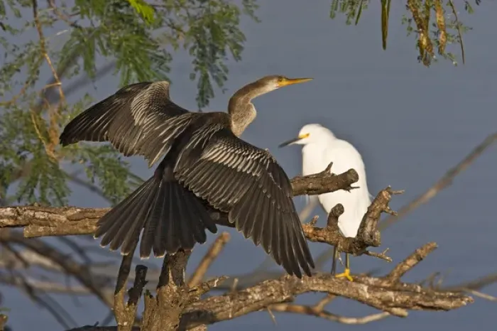 Framed Print : Anhinga (Anhinga anhinga) also known as snake bird or water turkey, adult female Framed Print : Anhinga (Anhinga anhinga) also known as snake bird or water turkey, adult female