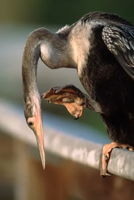 Framed Print : Anhinga (Anhinga anhinga) scratching. This is probably a juvenile. Note size of feet Framed Print : Anhinga (Anhinga anhinga) scratching. This is probably a juvenile. Note size of feet