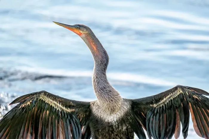 Framed Print : Anhinga drying its wings Framed Print : Anhinga drying its wings