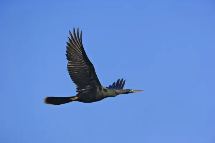 Framed Print : Anhinga in flight, Anhinga anhinga, Ding Darling National Wildlife Refuge, Sanibel Island Framed Print : Anhinga in flight, Anhinga anhinga, Ding Darling National Wildlife Refuge, Sanibel Island