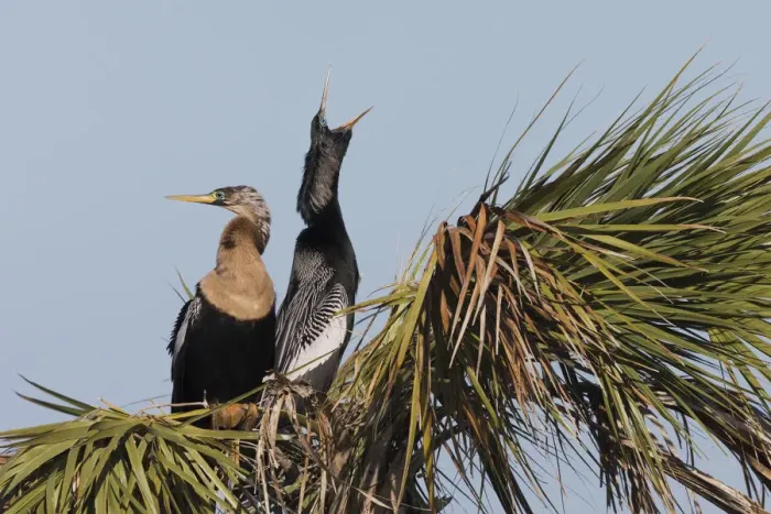 Framed Print : Anhinga pair courtship Framed Print : Anhinga pair courtship