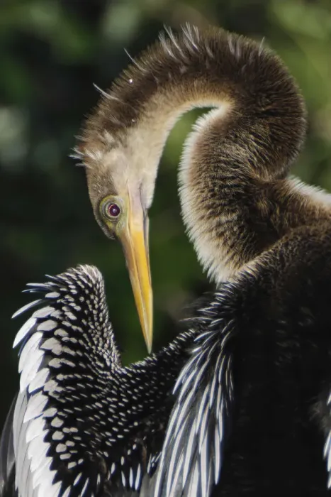 Framed Print : Anhinga preening. Florida Framed Print : Anhinga preening. Florida
