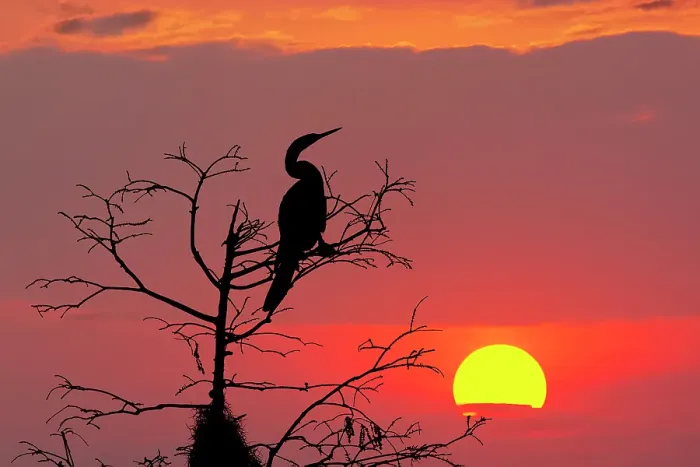 Framed Print : Anhinga silhouetted at sunset, Circle Bar B Ranch, Florida, Anhinga anhinga