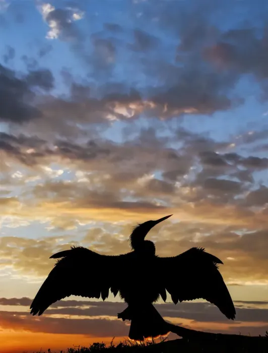 Framed Print : Anhinga silhouetted at sunset, Florida Framed Print : Anhinga silhouetted at sunset, Florida