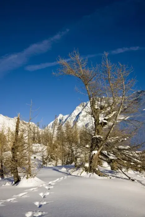 Framed Print : Animal tracks in deep snow in winter landscape with larch tree forest in the Loetschental (Valais) Framed Print : Animal tracks in deep snow in winter landscape with larch tree forest in the Loetschental (Valais)