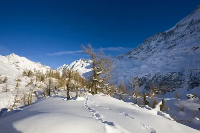 Framed Print : Animal tracks in deep snow in winter landscape with larch tree forest in the Loetschental (Valais)