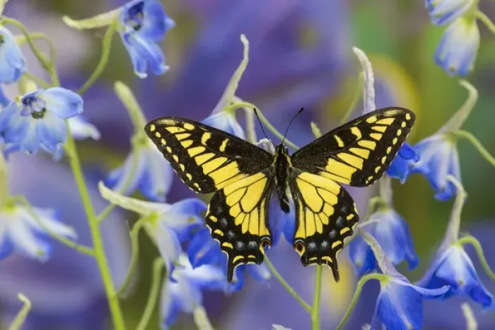 Framed Print : Anise Swallowtail Butterfly, Papilio zelicaon zelicaon from Western North America