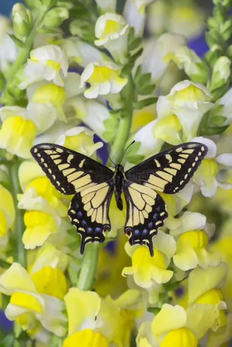 Framed Print : Anise Swallowtail Butterfly, Papilio zelicaon zelicaon from Western North America