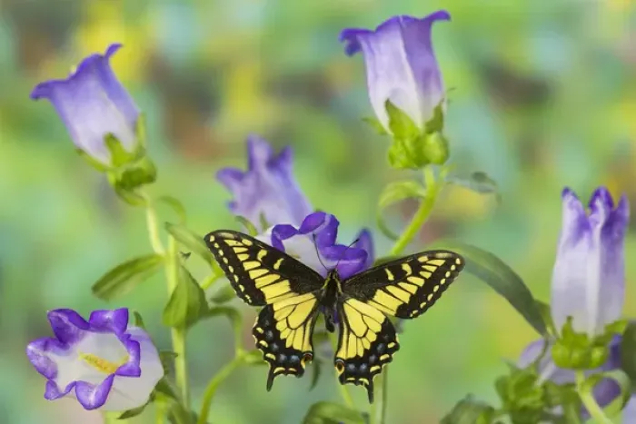 Framed Print : Anise Swallowtail Butterfly, Papilio zelicaon zelicaon from Western North America Framed Print : Anise Swallowtail Butterfly, Papilio zelicaon zelicaon from Western North America
