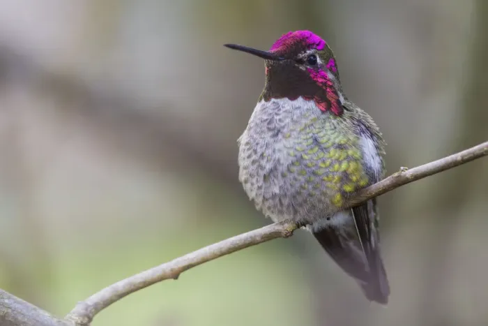 Framed Print : Annas hummingbird