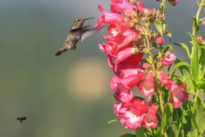 Framed Print : Annas Hummingbird and a bee. Santa Cruz. California Framed Print : Annas Hummingbird and a bee. Santa Cruz. California