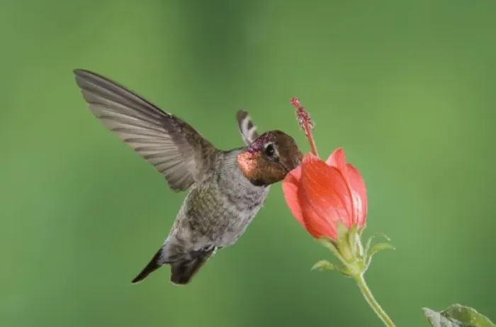 Framed Print : Annas Hummingbird, Calypte anna, male in flight feeding on Turks Cap (Malvaviscus Framed Print : Annas Hummingbird, Calypte anna, male in flight feeding on Turks Cap (Malvaviscus