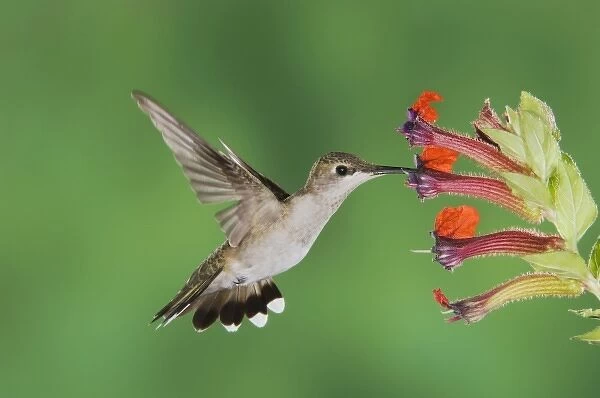 Annas Hummingbird, Calypte anna, male in flight feeding on flower, Tucson, Arizona