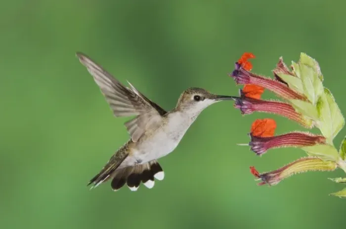 Framed Print : Annas Hummingbird, Calypte anna, male in flight feeding on flower, Tucson, Arizona Framed Print : Annas Hummingbird, Calypte anna, male in flight feeding on flower, Tucson, Arizona