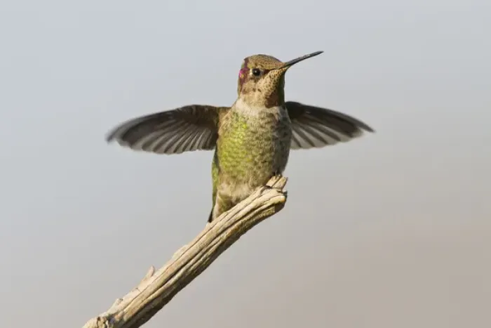 Framed Print : Annas Hummingbird (Calypte anna) young male landing, autumn Framed Print : Annas Hummingbird (Calypte anna) young male landing, autumn