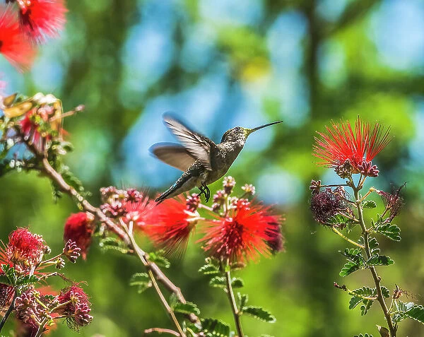 Anna's Hummingbird flying, Tucson Botanical Gardens, Tucson, Arizona