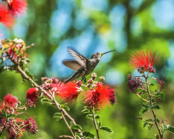 Framed Print : Anna's Hummingbird flying, Tucson Botanical Gardens, Tucson, Arizona