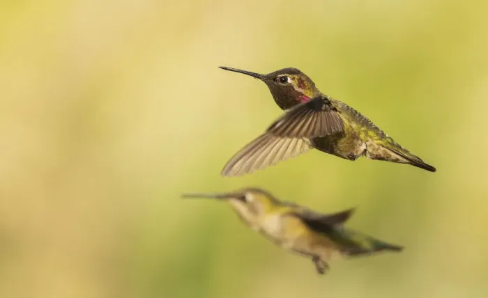 Framed Print : Annas hummingbird pair Framed Print : Annas hummingbird pair