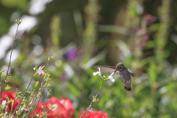 Annas hummingbird. Santa Cruz. Californa