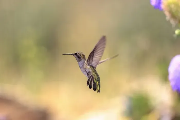 Framed Print : Annas Hummingbird. Santa Cruz. California