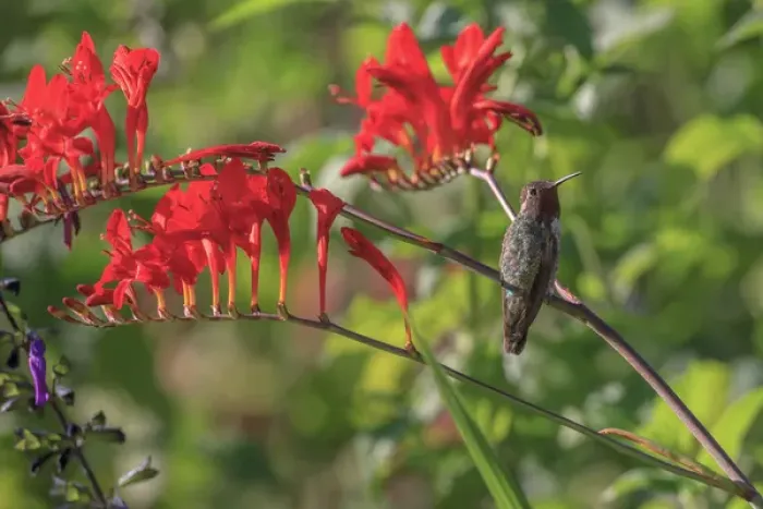Framed Print : Annas Hummingbird. Santa Cruz. California