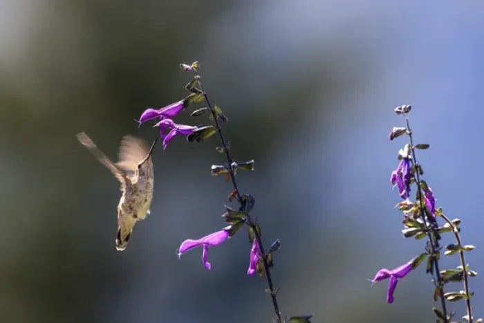 Framed Print : Annas Hummingbird. Santa Cruz. California