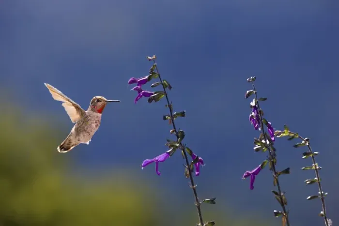 Framed Print : Annas Hummingbird. Santa Cruz. California Framed Print : Annas Hummingbird. Santa Cruz. California