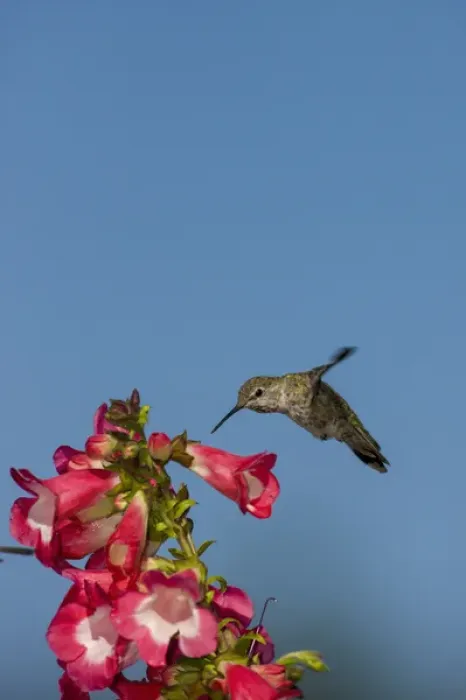 Framed Print : Annas Hummingbird. Santa Cruz. California Framed Print : Annas Hummingbird. Santa Cruz. California