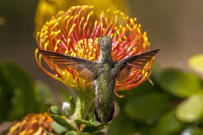 Framed Print : Annas Hummingbird. Santa Cruz. California Framed Print : Annas Hummingbird. Santa Cruz. California