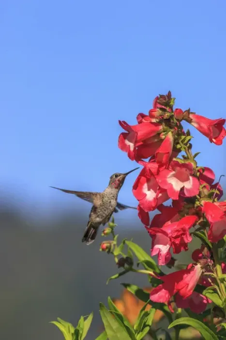 Framed Print : Annas Hummingbird. Santa Cruz. California Framed Print : Annas Hummingbird. Santa Cruz. California