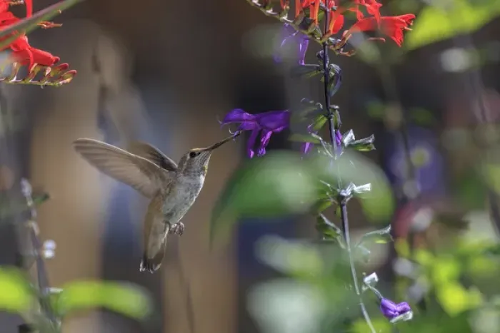 Framed Print : Annas Hummingbird. Santa Cruz. California